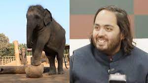 ambani Elephants living