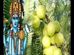 awla_navmi
